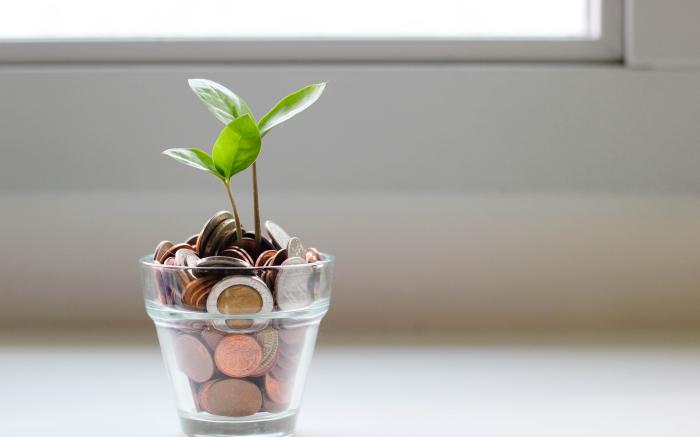 coins in a cup with growing plant